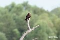 15 Sept-NorthernHarrier